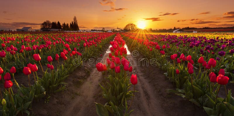 Sonnenuntergang bei Tulip Farm