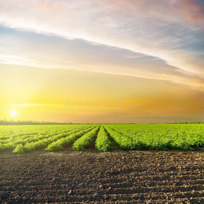 Sonnenuntergang in den Wolken über grünem Landwirtschaftsfeld mit Tomaten stockfoto Sonnenuntergang in den Wolken über grünem Landwirtschaftsfeld mit Tomaten stockfoto