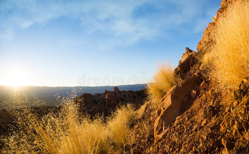 Sonnenuntergang in der Arizona-Wüste mit gelben weisen Büschen stockfotografie Sonnenuntergang in der Arizona-Wüste mit gelben weisen Büschen stockfotografie
