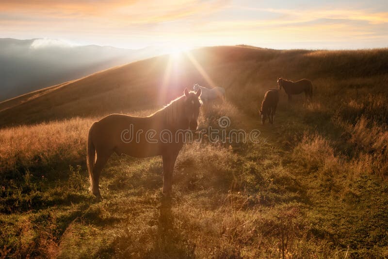 Sonnenuntergang im Gebirgsnaturhintergrund Pferde silhouettieren am Dunst