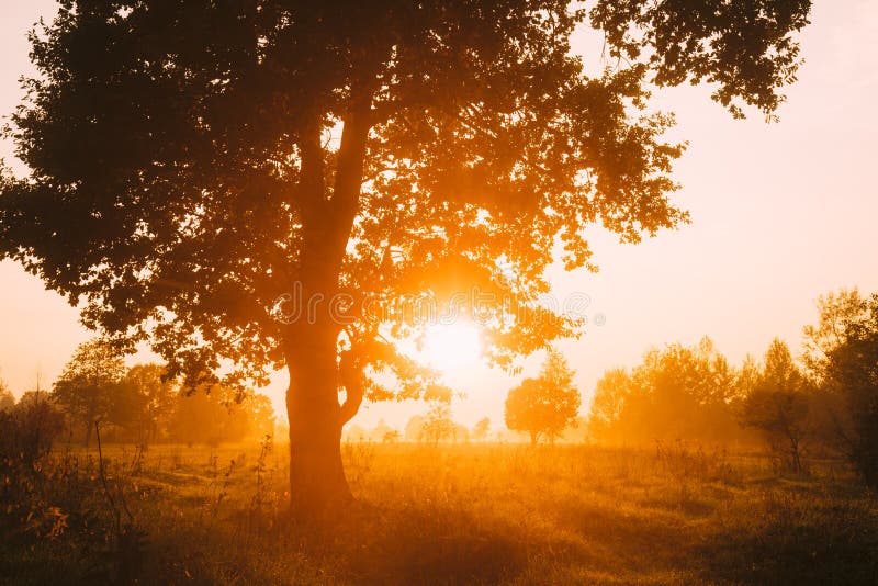 Sonnenuntergang oder Sonnenaufgang in Misty Forest Landscape Sun-Sonnenschein mit natürlichem lizenzfreie stockfotos Sonnenuntergang oder Sonnenaufgang in Misty Forest Landscape Sun-Sonnenschein mit natürlichem lizenzfreie stockfotos