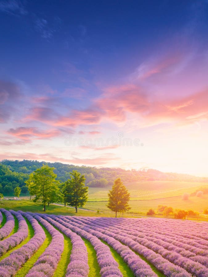 Sonnenuntergang über einem Sommerlavendelfeld stockbilder Sonnenuntergang über einem Sommerlavendelfeld stockbilder