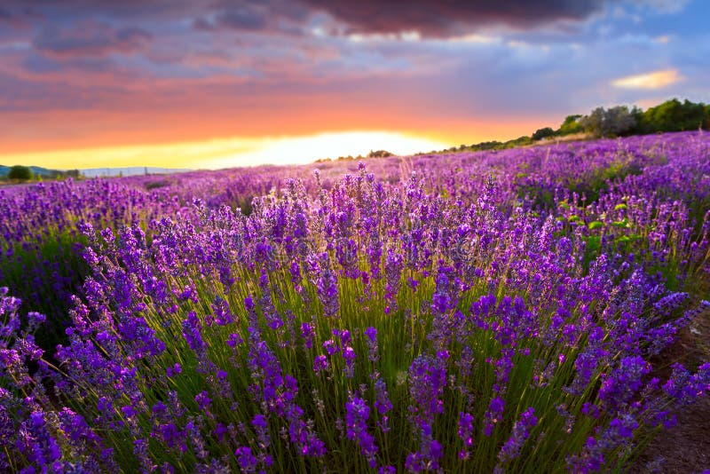 Sonnenuntergang über einem Sommerlavendelfeld lizenzfreie stockfotos Sonnenuntergang über einem Sommerlavendelfeld lizenzfreie stockfotos