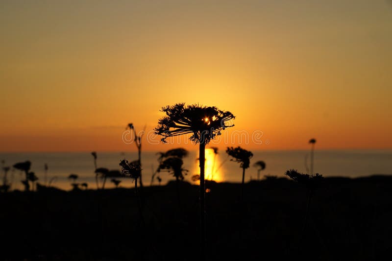 Sonnenuntergangfoto gemacht durch die wild wachsende Pflanze lizenzfreie stockbilder Sonnenuntergangfoto gemacht durch die wild wachsende Pflanze lizenzfreie stockbilder
