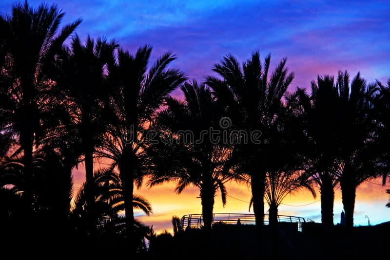 Sonnenuntergangpalmen stockbild Sonnenuntergangpalmen stockbild