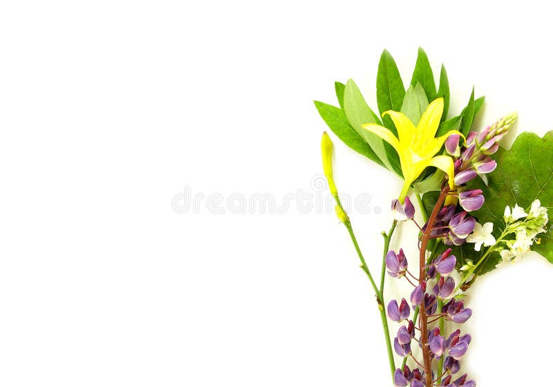 Sonnenwendehochsommer-Krautblumen stockbilder Sonnenwendehochsommer-Krautblumen stockbilder
