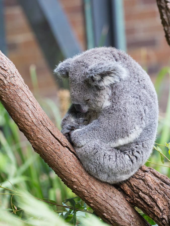 Sonni Divertenti Della Koala, Australia Fotografia Stock Immagine di
