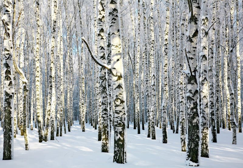 Sonnige Birkenwaldung des verschneiten Winters lizenzfreie stockfotografie Sonnige Birkenwaldung des verschneiten Winters lizenzfreie stockfotografie