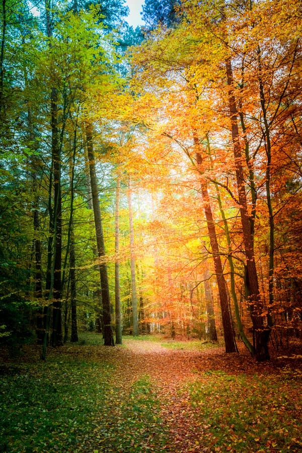 Sonniger Wald Im Herbst In Europa Stockbild Bild von oktober, wald