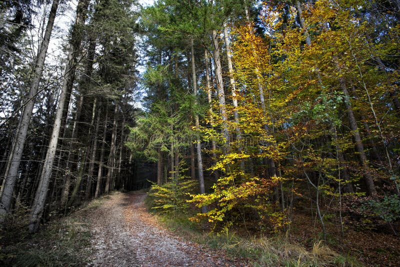 Sonniger herbstlicher Wald gegen kranker und säurehaltiger Wald lizenzfreies stockbild Sonniger herbstlicher Wald gegen kranker und säurehaltiger Wald lizenzfreies stockbild