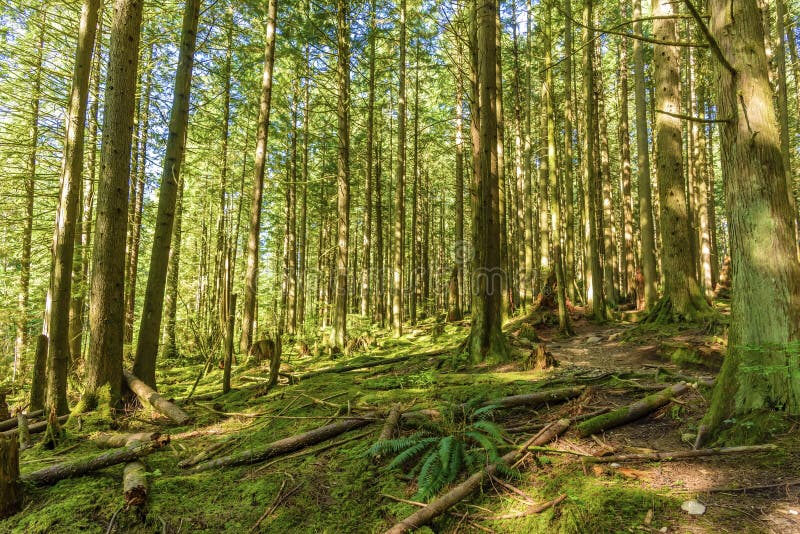 Sonniger Tag in einem dichten, grünen, subtropischen Wald, mit moosigem Baum lizenzfreie stockfotografie Sonniger Tag in einem dichten, grünen, subtropischen Wald, mit moosigem Baum lizenzfreie stockfotografie