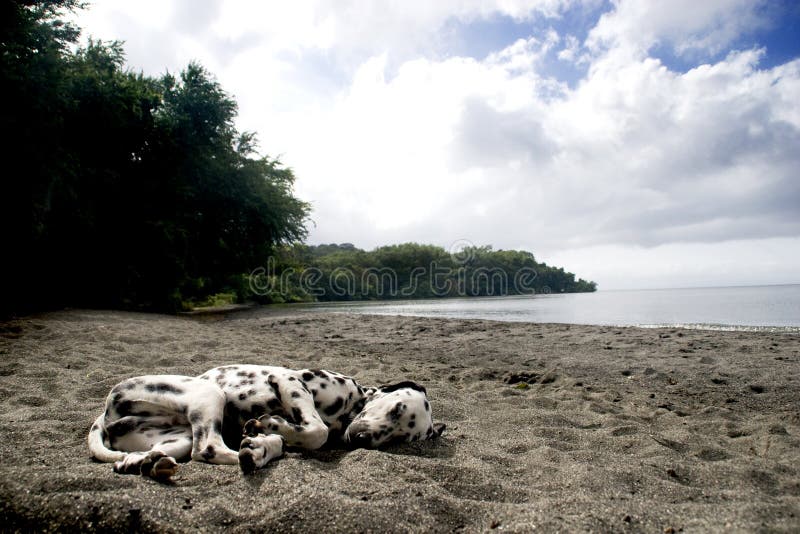 Sonno del cane della spiaggia fotografia stock libera da diritti Sonno del cane della spiaggia fotografia stock libera da diritti