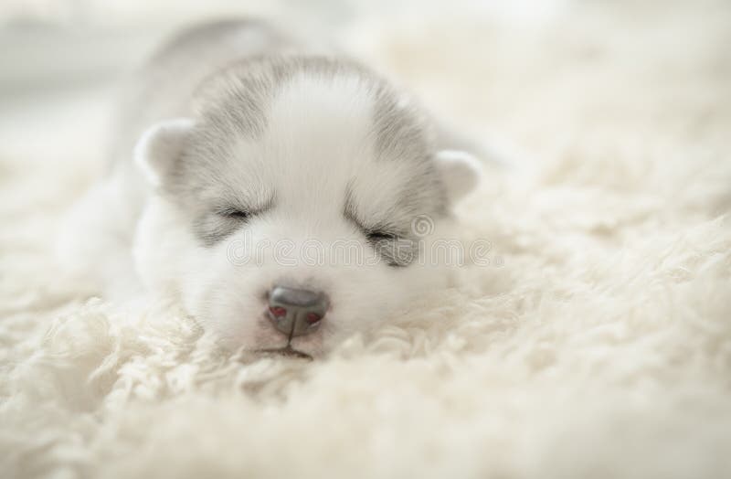 Sonno del cucciolo del husky siberiano immagini stock Sonno del cucciolo del husky siberiano immagini stock