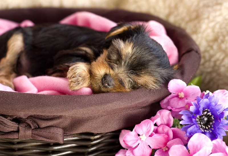 Sonno del cucciolo del Terrier di Yorkshire immagini stock Sonno del cucciolo del Terrier di Yorkshire immagini stock