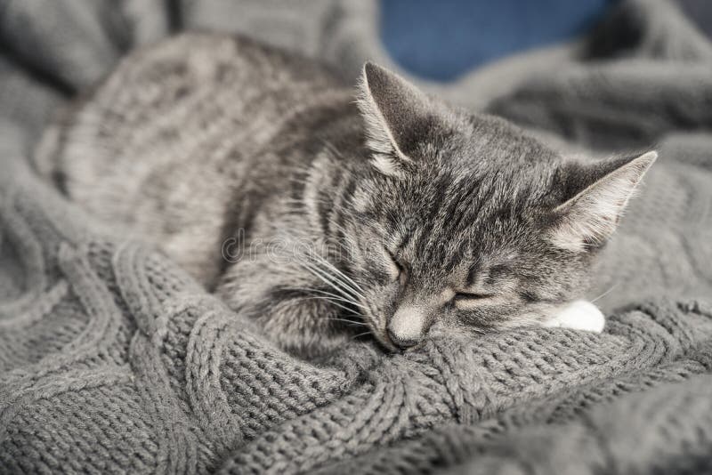 Sonno grigio del gatto immagine stock Sonno grigio del gatto immagine stock