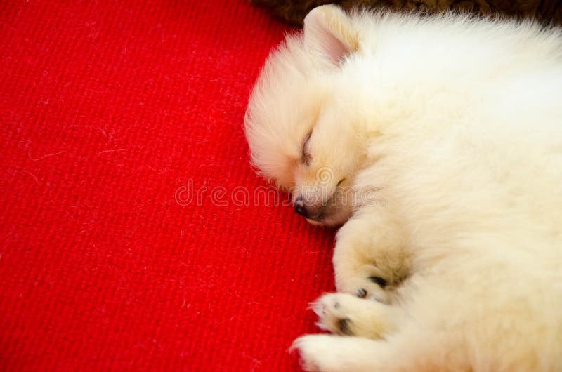 Sonno pomeranian fotografie stock libere da diritti Sonno pomeranian fotografie stock libere da diritti