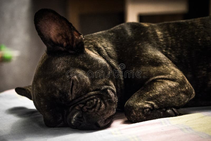 Sono do buldogue francês imagens de stock Sono do buldogue francês imagens de stock