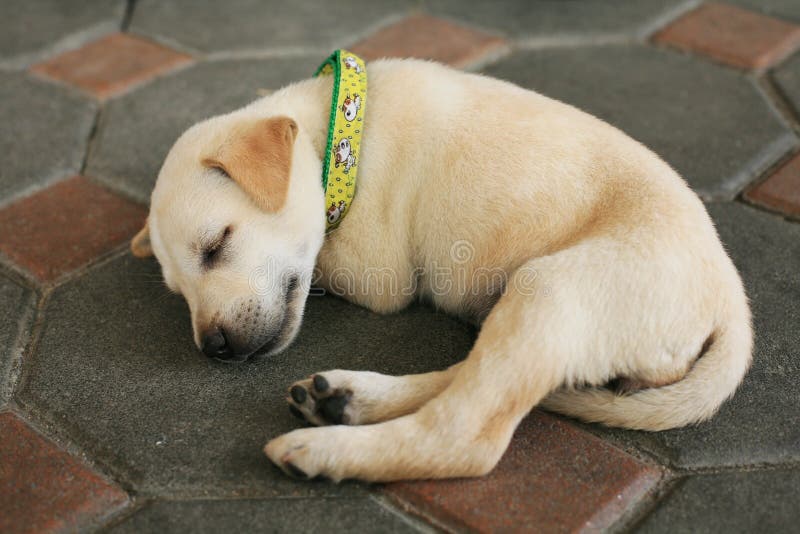 sono pequeno do cão de cachorrinho imagem de stock sono pequeno do cão de cachorrinho imagem de stock
