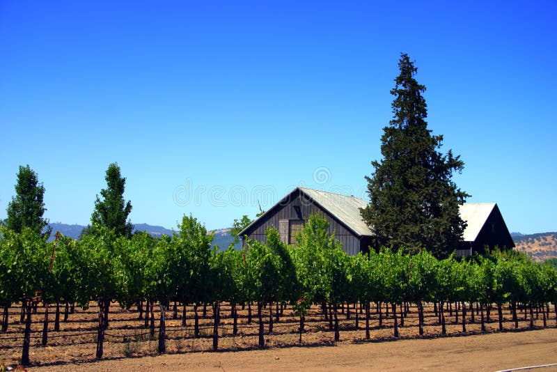 Vinedos sobre el a el valle,.