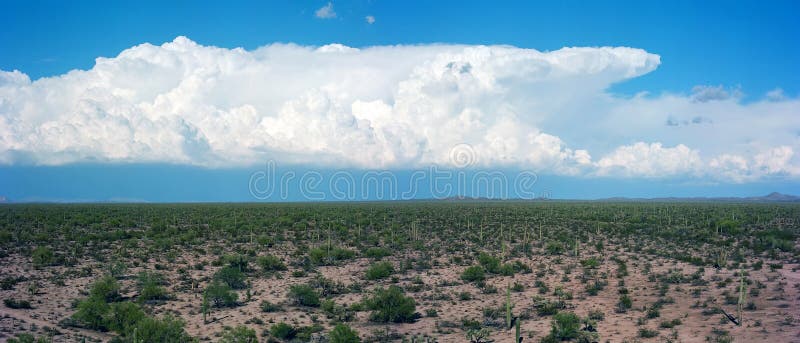 Sonora Desert royalty free stock photo