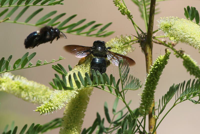 Sonoran Carpenter Bees on Acacia Flowers. Sonoran Carpenter Bees (Xylocopa sonorina) on Acacia Flowers royalty free stock image