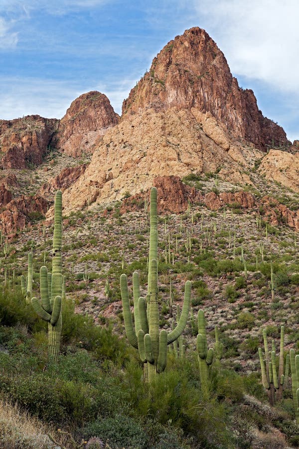 Sonoran Desert Landscape stock image. Image of american - 12861655