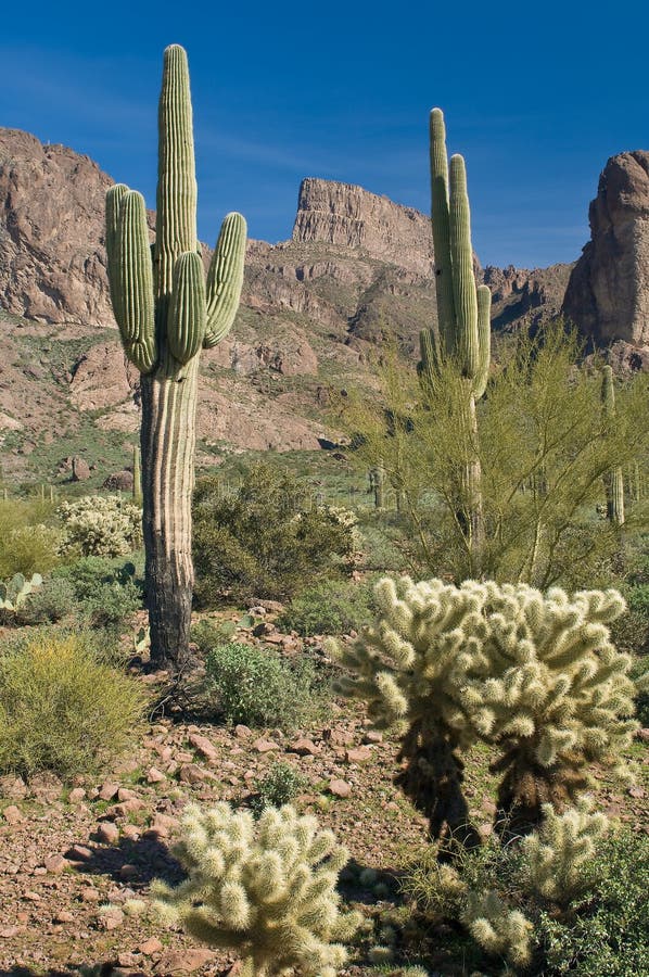 Sonoran Desert stock photo