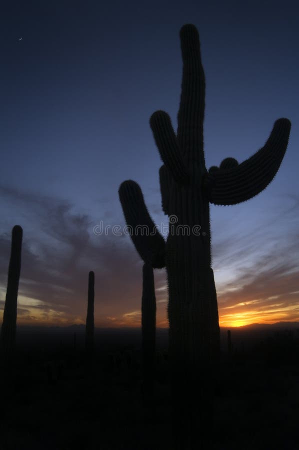 Sonoran Desert Sunset royalty free stock photography
