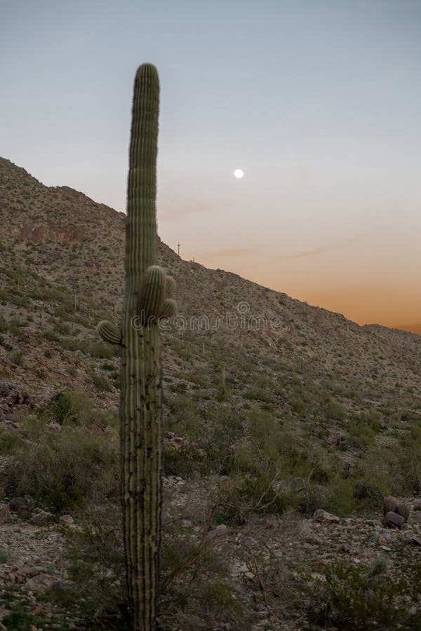 Sonoran desert sunset royalty free stock photo Sonoran desert sunset royalty free stock photo