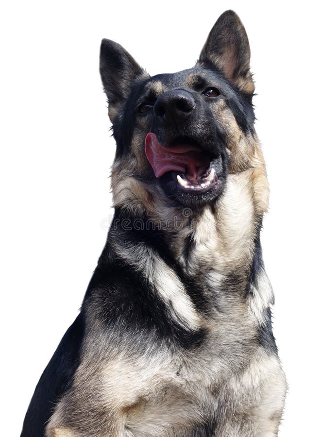Sonrisa feliz del perro casero aislada en blanco imagen de archivo libre de regalías Sonrisa feliz del perro casero aislada en blanco imagen de archivo libre de regalías