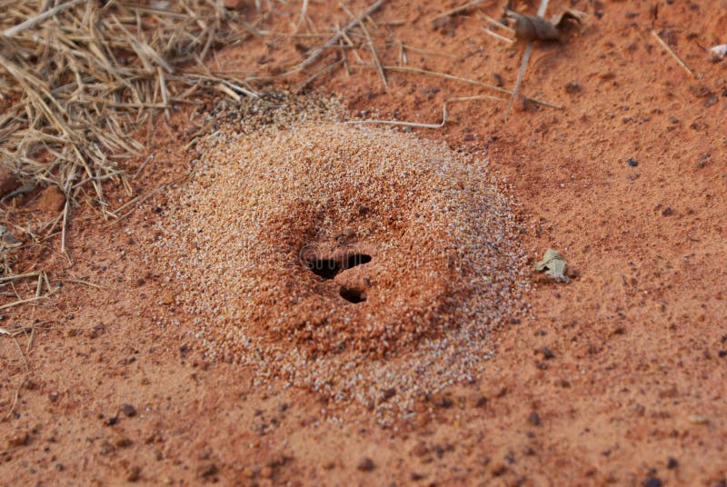 An Ant Mound On A Farm In East Texas