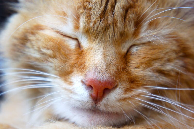 Redhead kittens sleeps close-ups of a muzzle