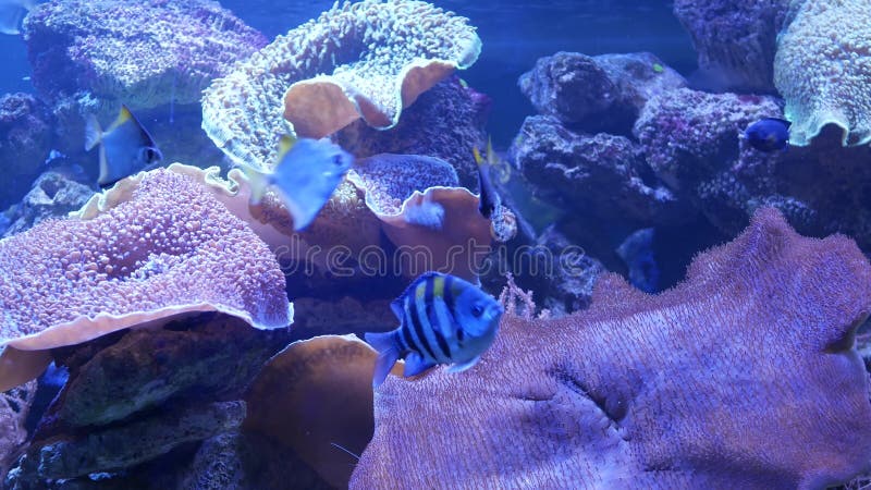 Soort zachte koralen en vissen in lillac aquarium onder violet of ultraviolet uv licht. purperfluorescerend tropisch