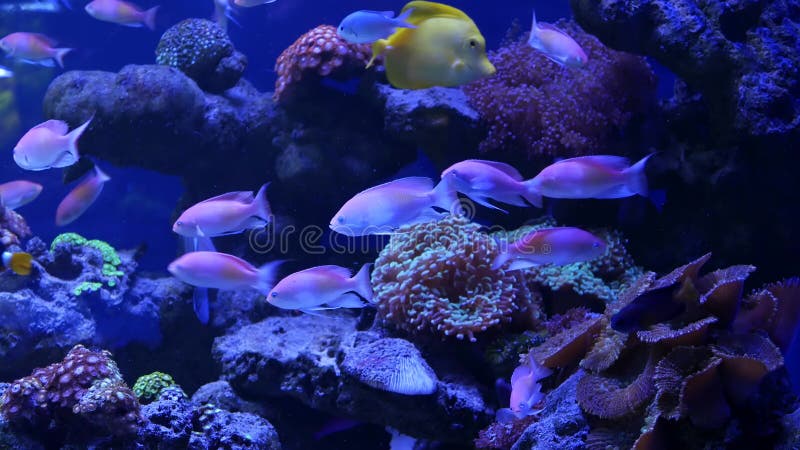 Soort zachte koralen en vissen in lillac aquarium onder violet of ultraviolet uv licht. purperfluorescerend tropisch