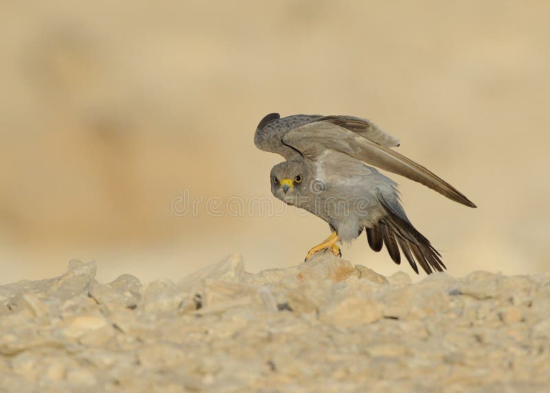 Hybrid Falcon - Picture of The International Centre for Birds of