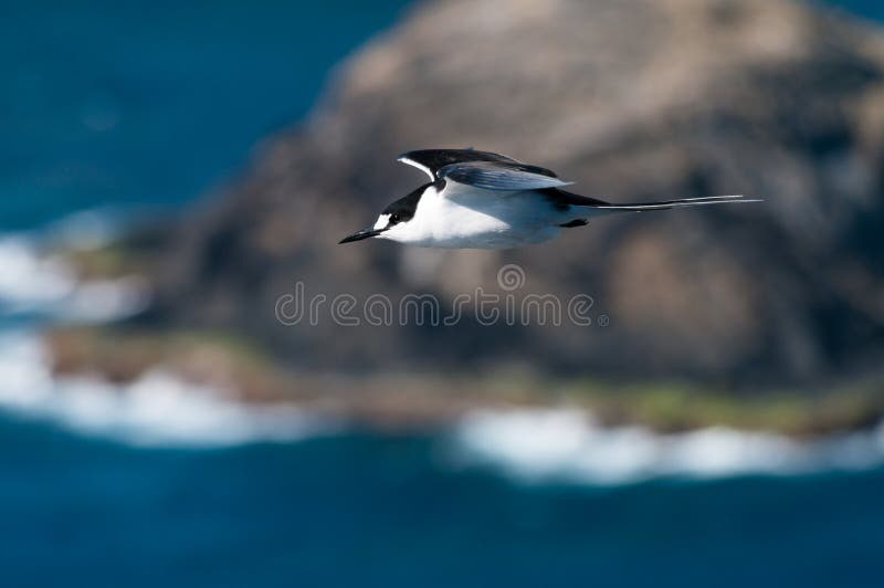 Sooty Tern (Sterna fuscata) on Lord Howe Island