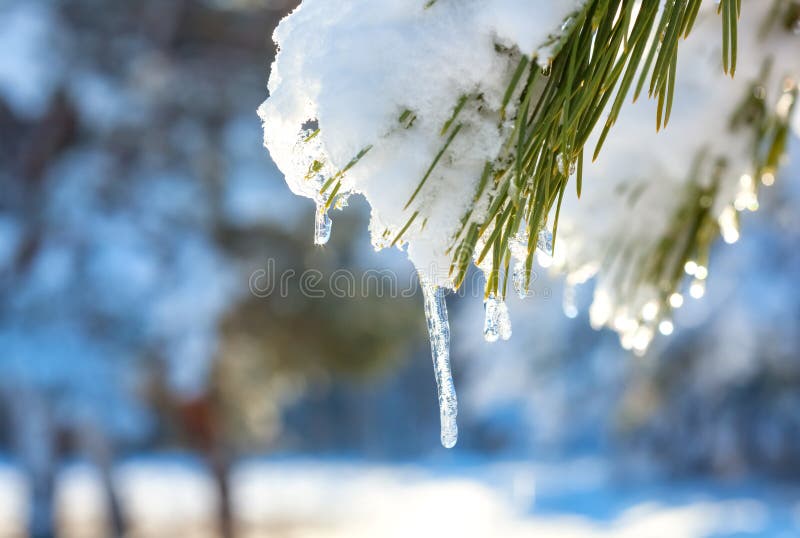 Sople i śnieg topią na sosnowych gałąź obraz royalty free
