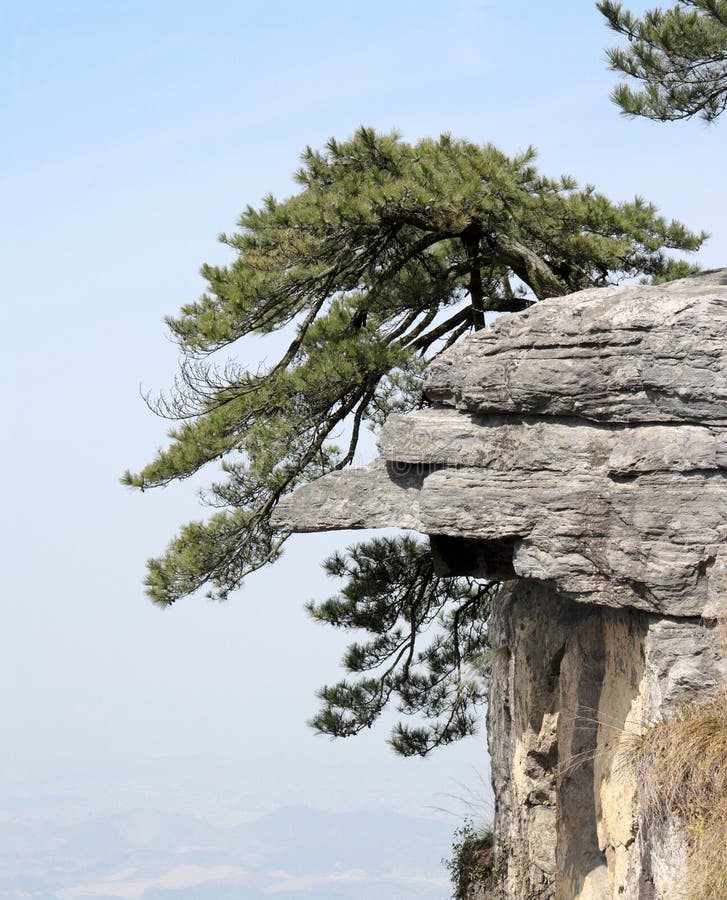 Soporte del árbol de pino erguido en la roca enorme