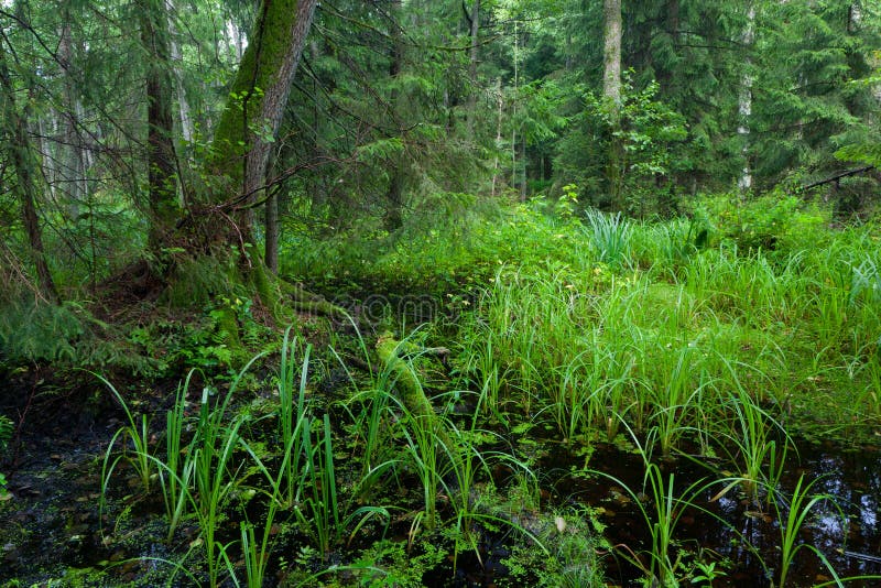Soporte mezclado riparian rico del bosque de Bialowieza imagen de archivo libre de regalías Soporte mezclado riparian rico del bosque de Bialowieza imagen de archivo libre de regalías