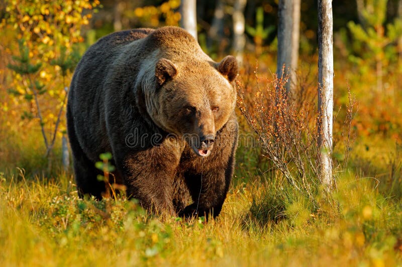 Sopporti nascosto negli alberi gialli di autunno della foresta con l'orso Bello orso bruno che cammina intorno al lago con i colo immagine stock libera da diritti Sopporti nascosto negli alberi gialli di autunno della foresta con l'orso Bello orso bruno che cammina intorno al lago con i colo immagine stock libera da diritti