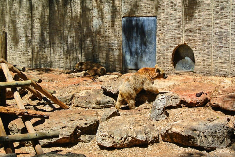 Sopporti nello zoo israeliano un giorno soleggiato immagine stock libera da diritti Sopporti nello zoo israeliano un giorno soleggiato immagine stock libera da diritti