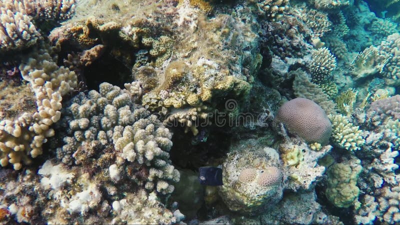 Soprador manchado dos peixes da caixa - mergulho do Mar Vermelho