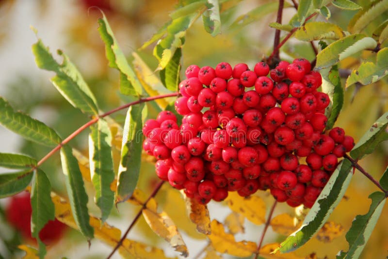Sorbus aucuparia royalty free stock photo Sorbus aucuparia royalty free stock photo