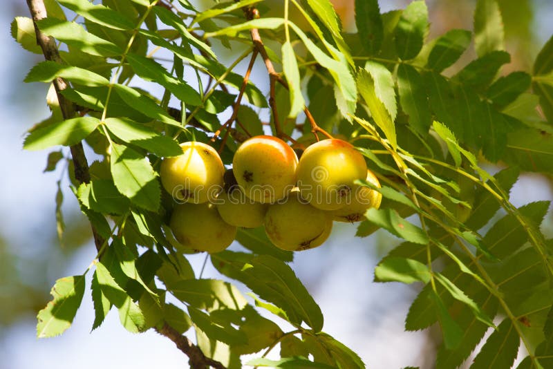 Sorbus Domestica Fruits. Rowanberry Fruit. Service Tree