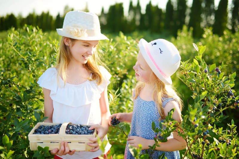 Sorelline sveglie che selezionano le bacche fresche sull'azienda agricola organica del mirtillo il giorno di estate caldo e soleg fotografia stock libera da diritti Sorelline sveglie che selezionano le bacche fresche sull'azienda agricola organica del mirtillo il giorno di estate caldo e soleg fotografia stock libera da diritti