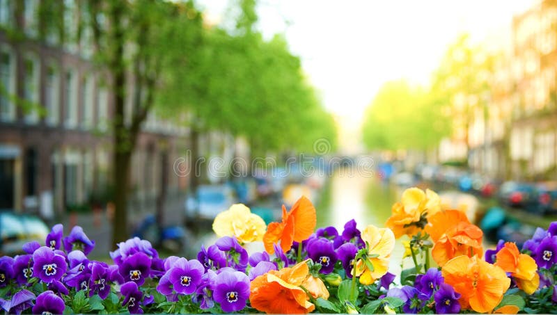 sorgente di Amsterdam immagini stock libere da diritti sorgente di Amsterdam immagini stock libere da diritti