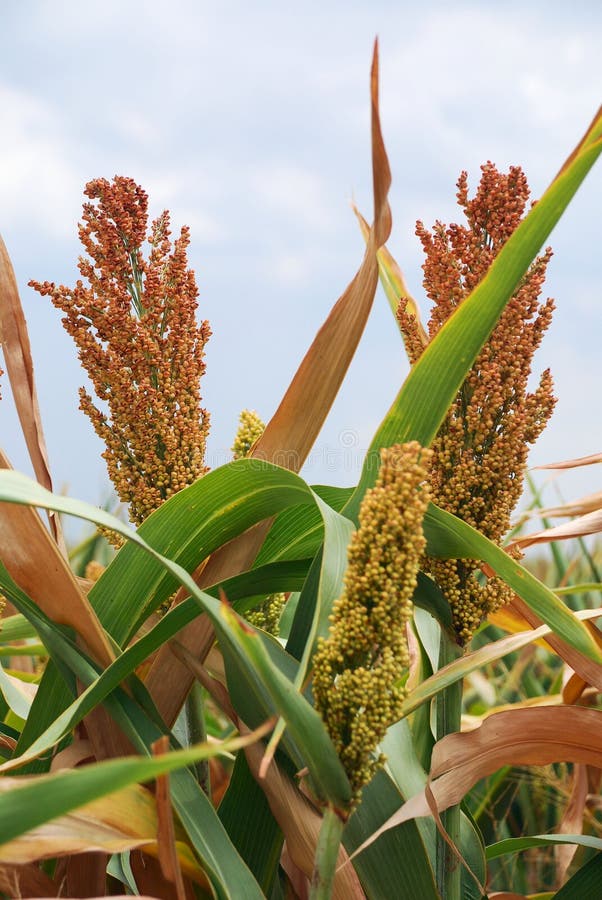 Un campo di maturazione sorgo sotto il caldo sole estivo, in Texas.