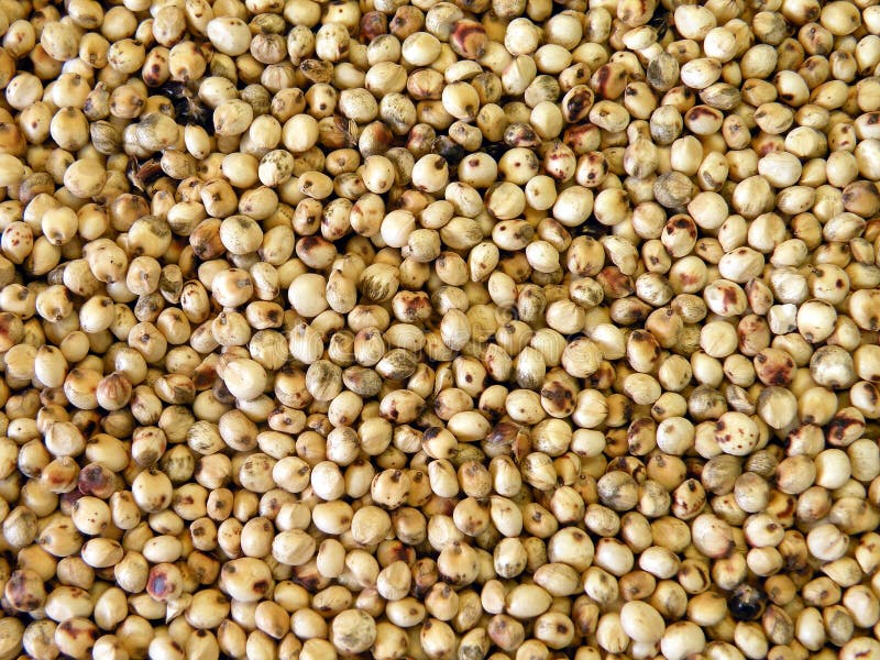 Sorghum fotos de stock royalty free Sorghum fotos de stock royalty free