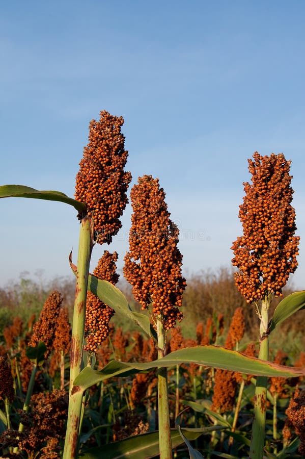 Resultado de imagem para sorgo Doce