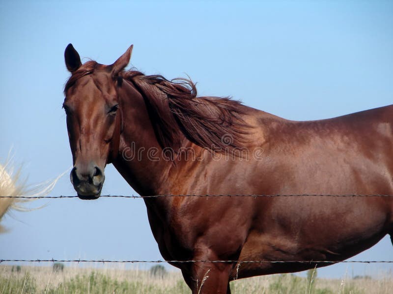 Sorrel Quarter Horse